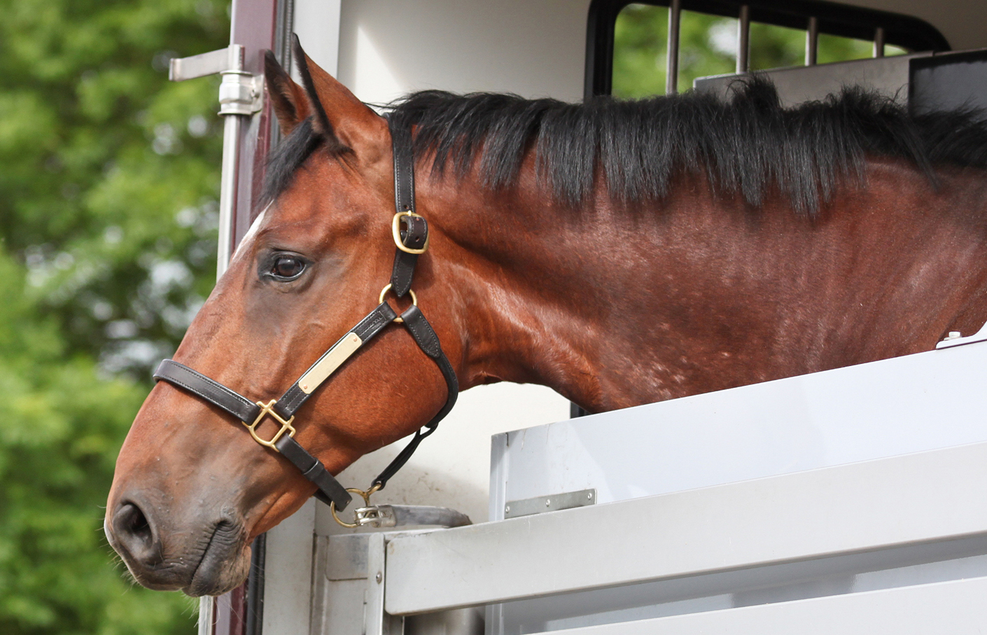 horsebox trailer insurance